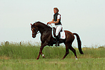 Deutscher Reitpony Hengst / pony stallion