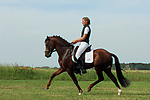 Deutscher Reitpony Hengst / pony stallion