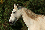 Sachsen Anhaltiner Warmblut / horse