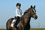 Deutscher Reitpony Hengst / pony stallion