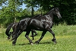 trabende Friesen / trotting friesian horses