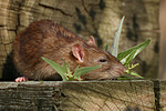 Farbratte / rat