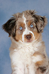 Miniature Australian Shepherd Welpe / miniature australian shepherd puppy