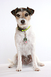 Parson Russell Terrier