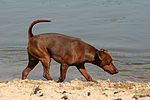 Rehpinscher / miniature pinscher