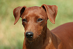 Rehpinscher / miniature pinscher