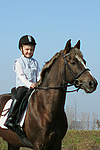 Deutscher Reitpony Hengst / pony stallion