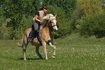 Frau reitet Haflinger / woman rides haflinger horse