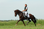 Deutscher Reitpony Hengst / pony stallion