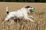 spielender Parson Russell Terrier / playing PRT