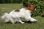 rennender Papillon / running Papillon