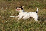 Parson Russell Terrier