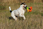 Parson Russell Terrier