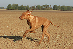 Rhodesian Ridgeback