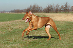 rennender Rhodesian Ridgeback / running Rhodesian Ridgeback