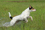 rennender Parson Russell Terrier / running PRT