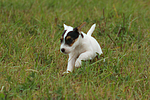 rennender Parson Russell Terrier Welpe / running PRT puppy