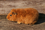 Rexmeerschwein / guninea pig