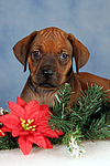 Rhodesian Ridgeback Welpe / rhodesian ridgeback puppy