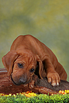 Rhodesian Ridgeback Welpe / rhodesian ridgeback puppy