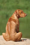 Rhodesian Ridgeback