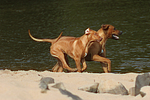 Rhodesian Ridgeback