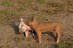 Ferkel / piglets