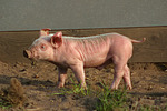 Ferkel / piglet