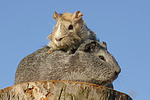 Meerschweinchen / guninea pigs