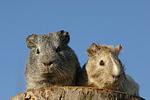 Meerschweinchen / guninea pigs