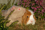 2 Meerschweine / 2 guninea pigs