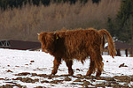 Schottisches Hochlandrind im Winter / highland cattle in winter