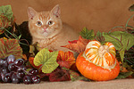 Britisch Kurzhaar Kätzchen / british shorthair kitten