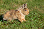 junges Löwenköpfchen / young lion-headed rabbit