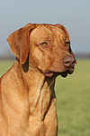 Rhodesian Ridgeback Portrait