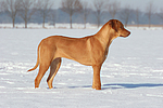 Rhodesian Ridgeback im Schnee / Rhodesian Ridgeback in snow