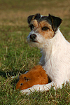 Parson Russell Terrier und Rexmeerschwein / prt and guninea pig