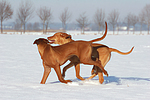 rennende Rhodesian Ridgebacks / running Rhodesian Ridgebacks