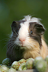 junges Sheltiemeerschwein / young guninea pig