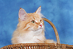 Sibirische Katze / siberian cat