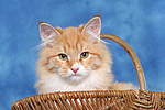 Sibirische Katze / siberian cat