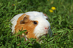 Crested Meerschwein / crested guninea pig