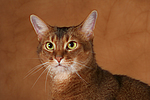 Abessinier / abyssinian cat