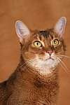 Abessinier / abyssinian cat