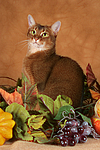 Abessinier / abyssinian cat