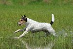 rennender Parson Russell Terrier / running PRT