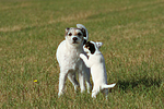 spielende Parson Russell Terrier / playing PRT