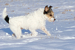 Parson Russell Terrier rennt durch den Schnee / prt running through snow