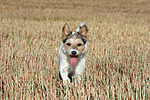 rennender Parson Russell Terrier / running PRT