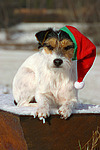 Parson Russell Terrier zu Weihnachten / PRT at christmas